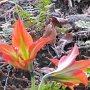 amaryllis orange